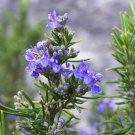 Plant Cutting Rosemary Flower Cutting Plant Home Garden #ctlia
