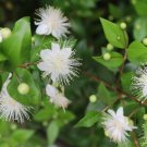 Plant Cutting Myrtle Cutting Plant Home Garden #ctlia