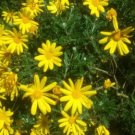 Plant Cutting Euryops pectinatus Bush Daisy Flower Cutting Plant Home Garden #ctlia