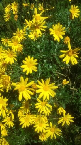 Plant Cutting Euryops pectinatus Bush Daisy Flower Cutting Plant Home Garden #ctlia