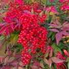 Plant Cutting Nandina plant edge shrub Flower Cutting Plant Home Garden #ctlia