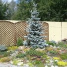 Plant Cutting Siberian fir tree Cutting Plant Home Garden #ctlia