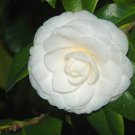 Plant Cutting Camelia plant White Flower Cutting Plant Home Garden #ctlia