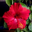 Plant Cutting Hibiscus plant red Molly Cummings Flower Cutting Plant Home Garden #ctlia