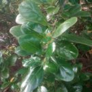 Plant Cutting Coprosma repens tree cutting taupata Cutting Plant Home Garden #ctlia