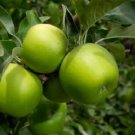 Plant Cutting Apple tree cutting Granny Smith Fruit Cutting Plant Home Garden #ctlia
