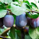 Plant Cutting Plum tree Red Sun Plant Fruit Cutting Plant Home Garden #ctlia