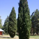 Plant Cutting Mediterranean cypress tree Plant Cutting For Garden #ctlia