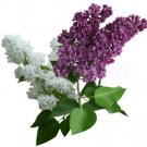 Plant Cutting Syringa plant White Lilac and Purple Plant Cutting For Grafting Garden #ctlia