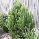 Plant Cutting Christmas tree/Woolly Bush Tree Plant Cutting For Garden #ctlia