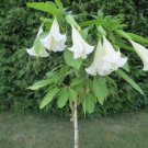 Plant Cutting Brugmansia arborea Fruit Plant Cutting For Garden #ctlia