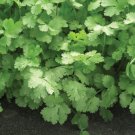50X Seeds Coriander Slow bolt Seeds Vegetable Plant Seeds For Garden #ctlia