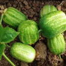 3X Seeds RICHMOND GREEN Apple Cucumber Seeds Vegetable Plant Seeds For Garden #ctlia
