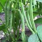 5gm Seeds SNAP BEAN Dwarf Bean Seeds Vegetable Plant Seeds For Garden #ctlia