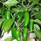 20X Seeds JALAPENO CHILLI Seeds Vegetable Plant Seeds For Garden #ctlia