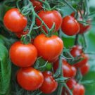 20X Seeds Grosse Lisse Tomato Seeds Vegetable Plant Seeds For Garden #ctlia