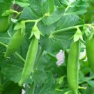 10gms Seeds MASSEY GEM PEA Seeds Vegetable Plant Seeds For Garden #ctlia