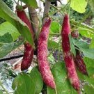 10gm Seeds BEAN Seeds BORLOTTI DWARF Seeds Vegetable Plant Seeds For Garden #ctlia