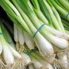100X Seeds ORGANIC SPRING NEBUKA Onion Seeds Vegetable Plant Seeds For Garden #ctlia