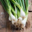 100X Seeds WHITE LISBON SPRING Onion Seeds Vegetable Plant Seeds For Garden #ctlia