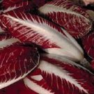 200X Seeds Radicchio ROSSA DI TREVISO Seeds Vegetable Plant Seeds For Garden #ctlia
