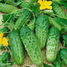 5X Seeds PICKLING GHERKIN CUCUMBER Seeds Vegetable Plant Seeds For Garden #ctlia