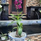 Orchid Flower Seedling Dendrobium Somkiat Blue Flower Plant For Your Home Garden