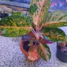 Aglaonema Flower Aglaonema Plant Ruby Ray Flower Plant For Your Home Garden