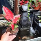 Aglaonema Flower Aglaonema Suksom Jaipong Flower Plant For Your Home Garden