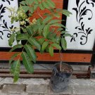 20X Fruit Seeds Plant Longan Fruit Plant Seeds For Your Home Garden