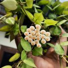 Hoya Plant Hoya Lacunosa Flower Plant For Your Home Garden