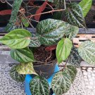 Plant Piper Ornatum Celebes Red Betel Pepper Flower Plant Your Home Garden