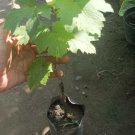 10X Grape Seeds Red Globe Grape Fruit Seeds Plant For Your Home Garden
