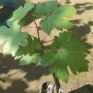 25X Grape Seeds Bronze Muscadine Grape Fruit Seeds Plant For Your Home Garden