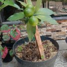 10X Kumquat Seeds Green Round Kumquat Fruit Plant For Your Home Garden