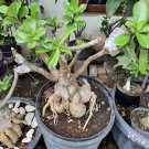 Adenium Plant Desert Rose Adenium Arabicum Flower Plant For Your Home Garden