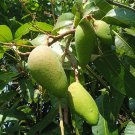 Mango Plant Mango tree Seedling Fruit  Plant For Your Home Garden