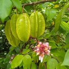 Seedling Star Fruit Averrhoa Carambola Bell Fruit Plant For Your Home Garden