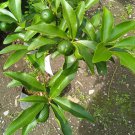 Citrus Plant Calamondin/Calamansi seedling Fruit Plant For Your Home Garden