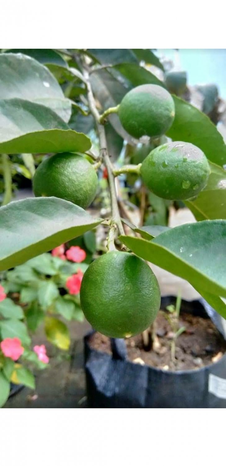 10X Citrus Seeds Key Lime Tree Seeds Fruit Plant For Your Home Garden