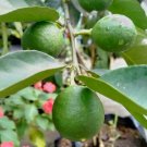 10X Citrus Seeds Key Lime Tree Seeds Fruit Plant For Your Home Garden