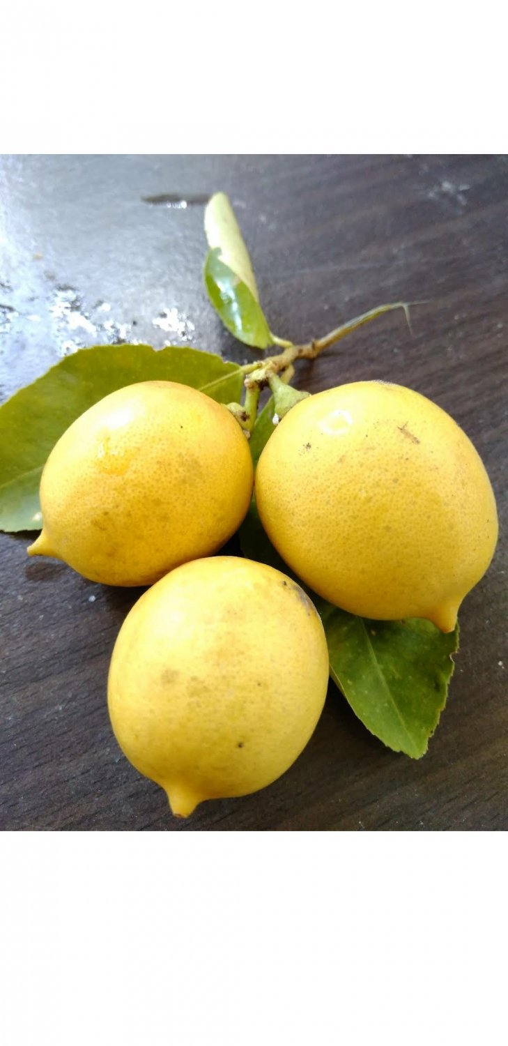 5X Citrus Seeds Eureka Lemon Seeds Fruit Plant For Your Home Garden OSAM