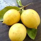 5X Citrus Seeds Eureka Lemon Seeds Fruit Plant For Your Home Garden OSAM
