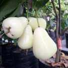 Plant White Jambu Wax (Syzygium jambos) Fruit Plant For Your Home Garden OSAM