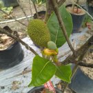 Jackfruit Plant (Artocarpus heterophyllus) Fruit Plant For Your Home Garden OSAM