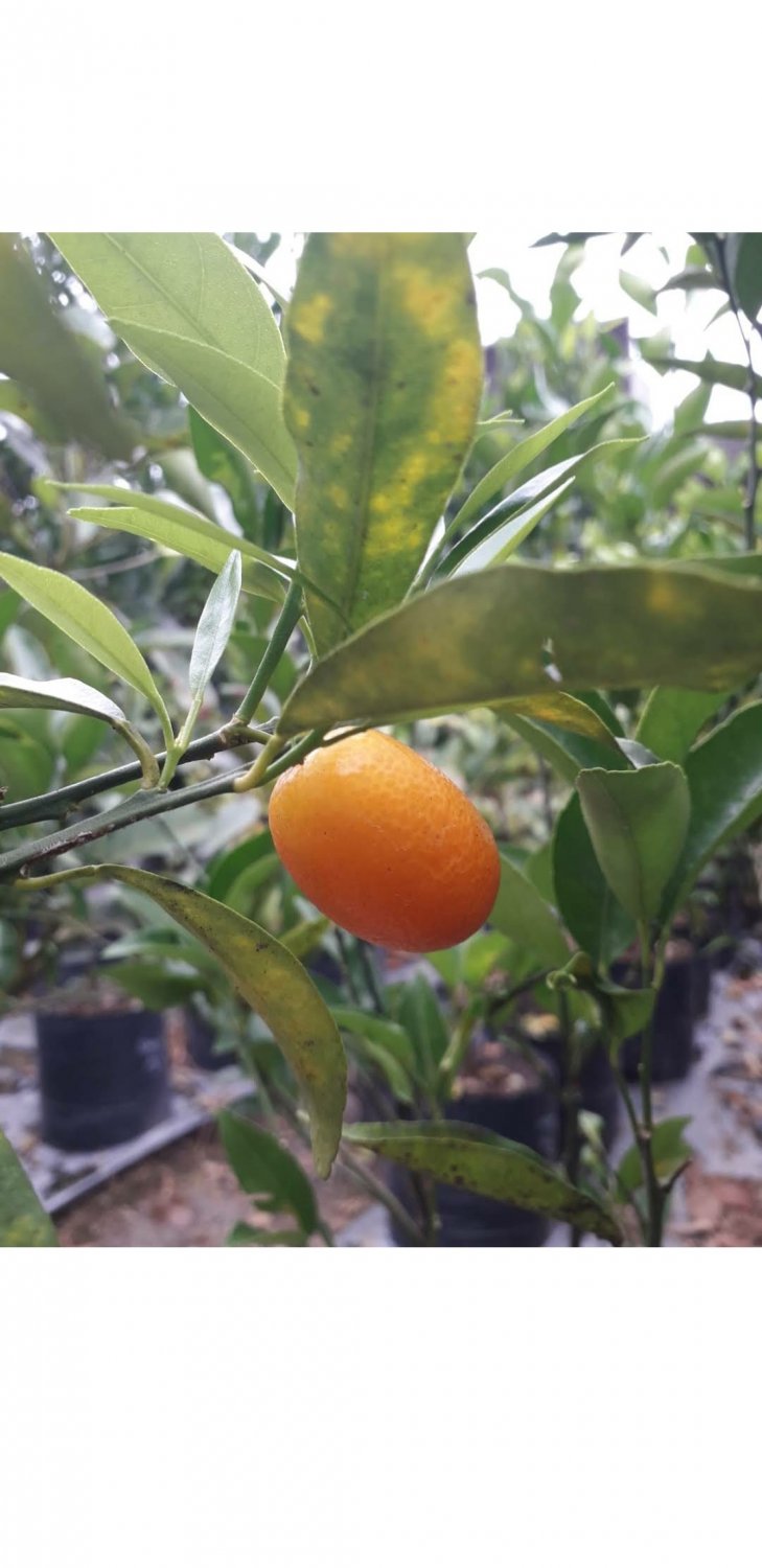 Live Plant Nagami Kumquat Evergreen Tree Fruit Plant For Your Home