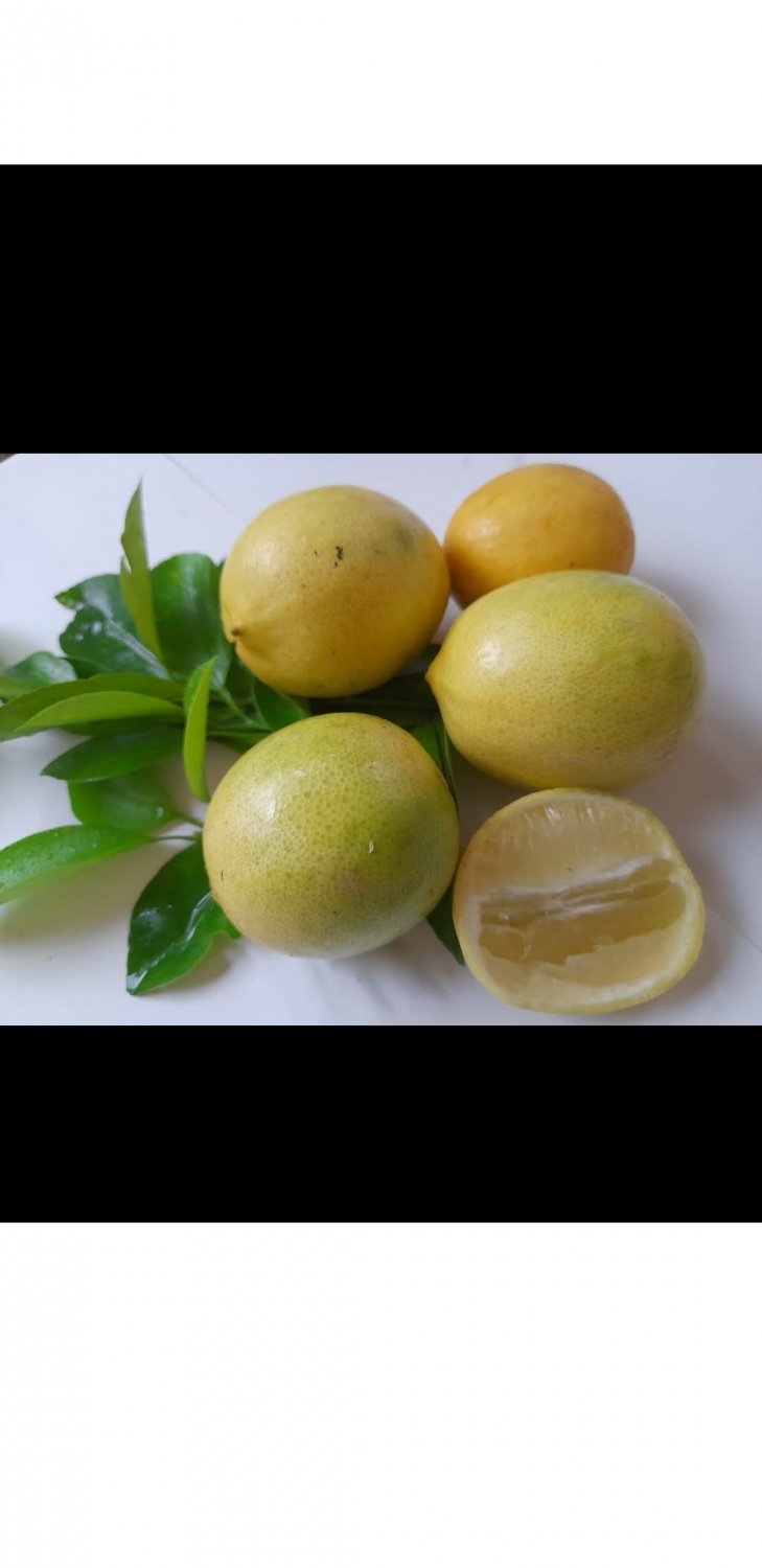 25X Lemon Seeds Eureka Lemon Fruit Seeds Plant For Your Home Garden OSAM