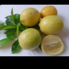 25X Lemon Seeds Eureka Lemon Fruit Seeds Plant For Your Home Garden OSAM