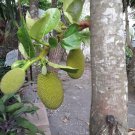 12X Seeds Fresh Jackfruit Seeds Fruit Plant Seeds For Your Home Garden OSAM
