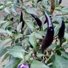 10X Seeds Purple Cayenne Seeds Vegetable Plant Seeds For Your Home Garden OSAM